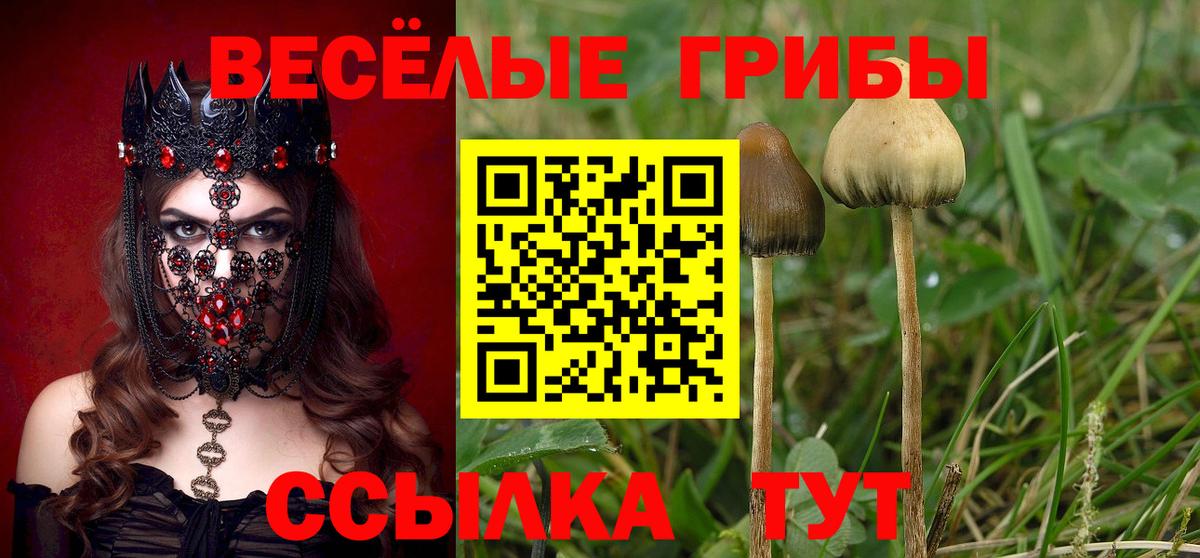 Галлюциногенные грибы Psilocybe  Вход с VPN  Усть-Джегута 